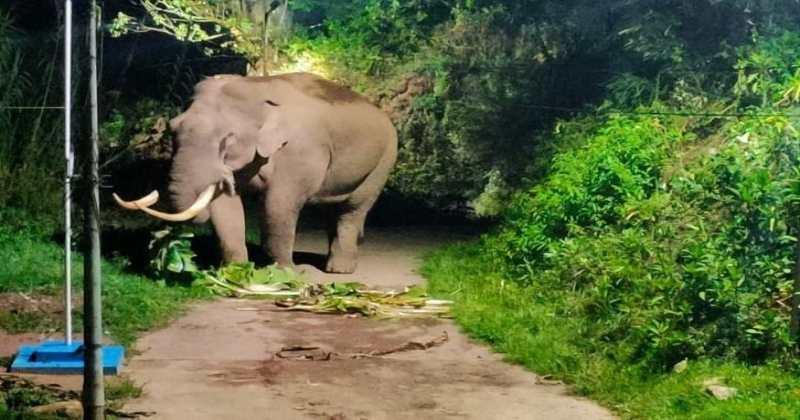 'പടയപ്പ'യെ വിരട്ടിയ ജീപ്പ് കസ്റ്റഡിയില്‍; ഡ്രൈവര്‍ തമിഴ്നാട്ടിലേക്ക് കടന്നതായി സംശയം