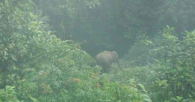  വാതില്‍ തകര്‍ത്ത് ഭക്ഷ്യ വസ്തുക്കള്‍ കൊണ്ടുപോയി; മലക്കപ്പാറ സ്‌കൂളില്‍ കൂട്ടത്തോടെ കാട്ടാനകള്‍