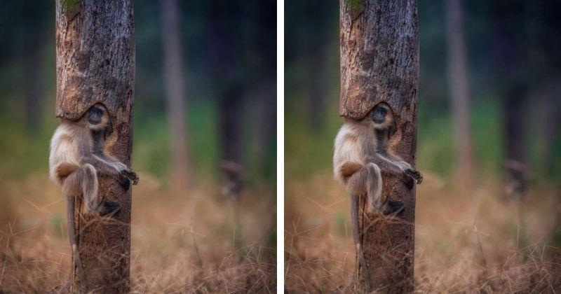 മരപ്പൊത്തില്‍ തലചേര്‍ത്തിരുന്ന ലംഗൂര്‍; വൈറലായ ആ ചിത്രത്തിന്റെ പിറവിയെക്കുറിച്ച് 