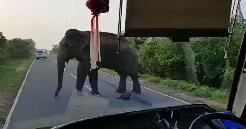 സമൂഹമാധ്യമങ്ങളില്‍ വൈറലായി വാഹനം തടഞ്ഞുനിര്‍ത്തി ഭക്ഷണം മോഷ്ടിക്കുന്ന 'ആനക്കള്ളന്‍': വീഡിയോ