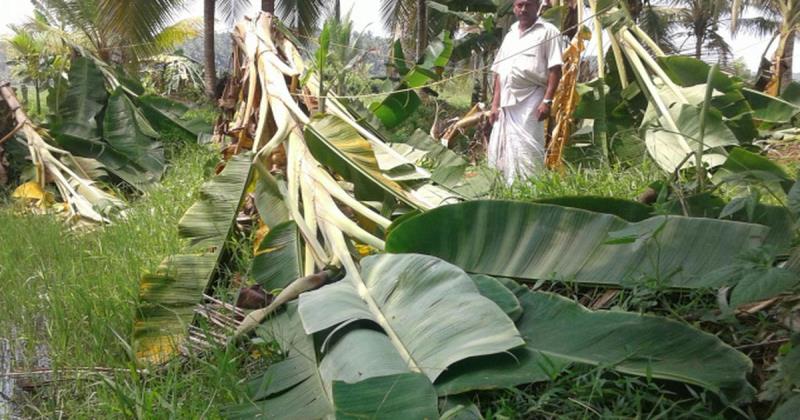 കണ്ണില്ലാത്ത ക്രൂരത; 500 വാഴകള്‍ വെട്ടിനശിപ്പിച്ച് അജ്ഞാത സംഘം