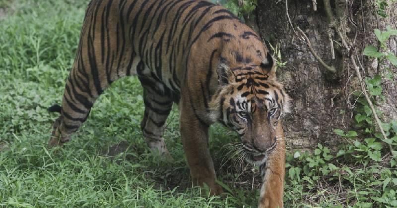 പരിക്കേറ്റ കടുവ അവശനിലയില്‍: മയക്കുവെടിവെക്കാനുള്ള ശ്രമം ഇന്നും തുടരും; വണ്ടിപ്പെരിയാറില്‍ വൈകുന്നേരം ആറ് വരെ നിരോധനാജ്ഞ