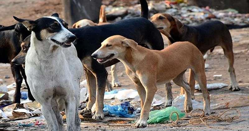 തെരുവ് നായകളെ പൂട്ടാന്‍ ഡല്‍ഹിയില്‍ മൊബൈല്‍ ആപ്പ്; കര്‍ണാടകയില്‍ പ്രത്യേക അഭയ കേന്ദ്രം