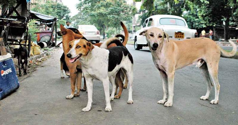 പേപ്പട്ടികളെ കൊല്ലാന്‍ അനുമതി: കേരളത്തിന്റെ ഹര്‍ജി ഇന്ന് സുപ്രീം കോടതിയില്‍