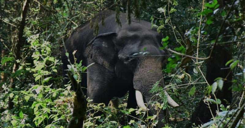 ധോണിയെ വിറപ്പിച്ച് വീണ്ടും പി.ടി സെവന്‍; മയക്കുവെടി വയ്ക്കുന്നത് വൈകും