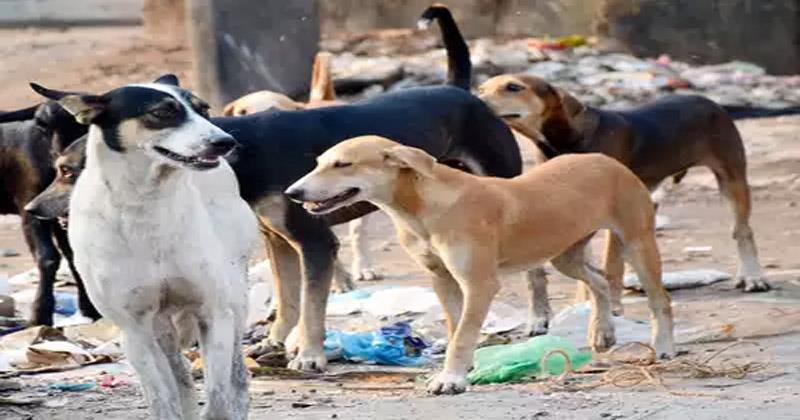 സംസ്ഥാനത്ത് വീണ്ടും തെരുവ് നായ ആക്രമണം; വടകരയില്‍ നാല് പേര്‍ക്ക് കടിയേറ്റു