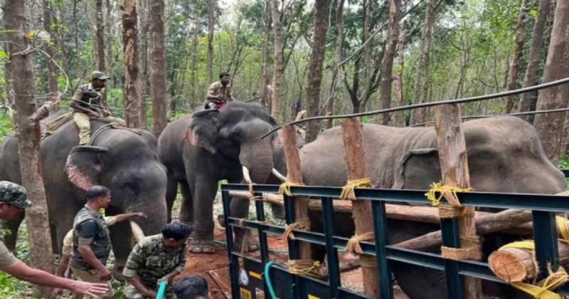 ധോണിയുടെ ശരീരത്തില്‍ നിന്ന് വനംവകുപ്പ് കണ്ടെത്തിയത് 15 പെല്ലറ്റുകള്‍; വെടിയുതിര്‍ത്തത് നാടന്‍ തോക്കില്‍ നിന്ന്