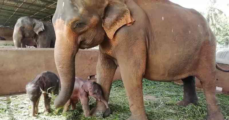 ഒറ്റ പ്രസവത്തില്‍ രണ്ട് ആനക്കുട്ടികള്‍; ശ്രീലങ്കയിലെ പിനാവാളാ എലഫന്റ് ഓര്‍ഫനേജില്‍ ഇരട്ടി മധുരം